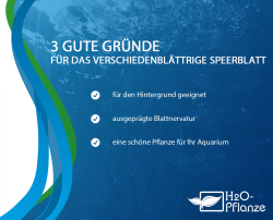 Anubias heterophylla - verschiedenblättriges Speerblatt